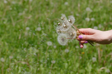 Flying dandelion down