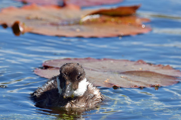 Common goldeneye (Bucephala clangula) duckling swimming on pond. 