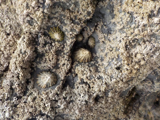 Rocks 1.