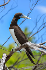     Brown booby, Sula leucogaster, exotic birds on a coconut tree, French Polynesia 