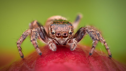 Extreme magnification - Jumping spider