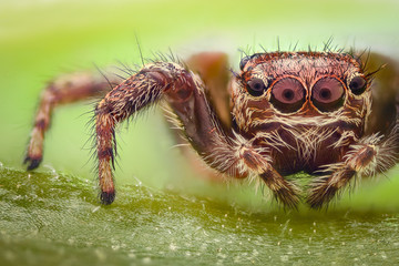 Extreme magnification - Jumping spider