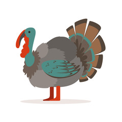 Turkey bird, poultry farming vector Illustration