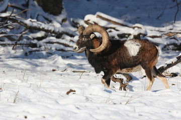 Big european moufflon in the forest/wild animal in the nature habitat/Czech Republic