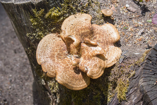 Mushroom Tinder fungus.