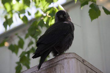 crow in the city. natuer background.