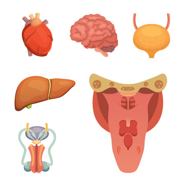 Cartoon human organs set. Anatomy of body. Reproductive system, lungs, brain illustrations
