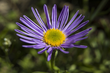 Fototapeta premium Aster purple petals, flower garden