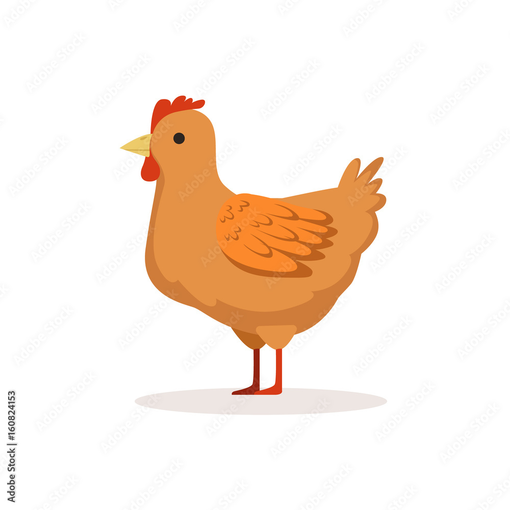 Wall mural brown hen, poultry breeding vector illustration