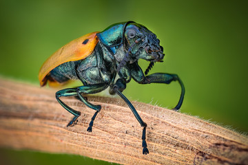 Extreme magnification - Jewel Beetle
