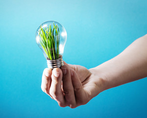  Renewable energy concept. Hand holds a light bulb with green grass inside on blue background.