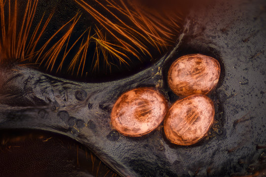 Extreme magnification - Dung Beetle, Copris lunaris parasites