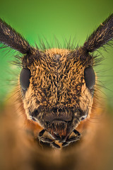 Extreme magnification - Grey Longhorn Beetle, Agapanthia villosoviridescens