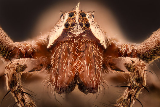 Extreme magnification - Huntsman spider