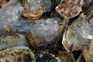 Fresh big raw oysters on ice
