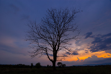 Fototapeta na wymiar Leafless tree in farmland during the sunset 