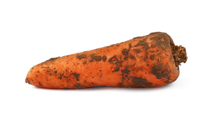 Carrot dirty in ground close up isolated on white