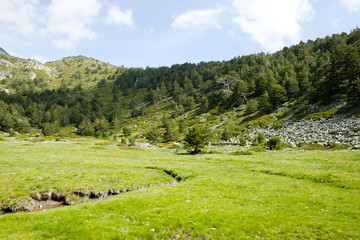 Beautiful view of summer landscape with prairie and forest