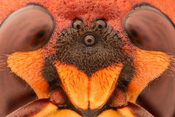 Extreme magnification - Giant Wasp eyes
