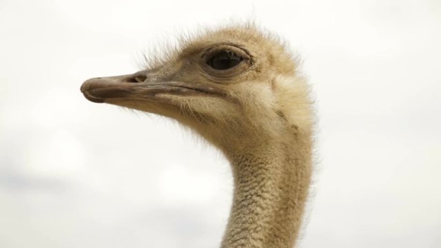 Ostrich's head close up