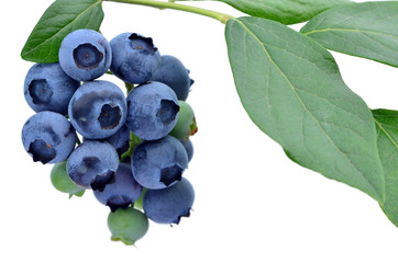 熟したブルーベリー