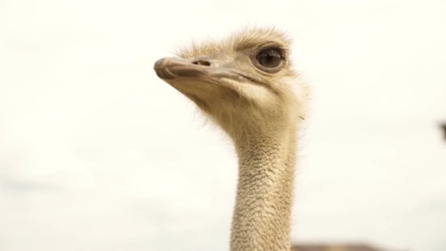 Ostrich's head close up