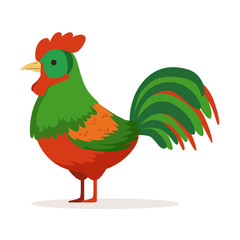 Colorful cock, poultry breeding vector Illustration