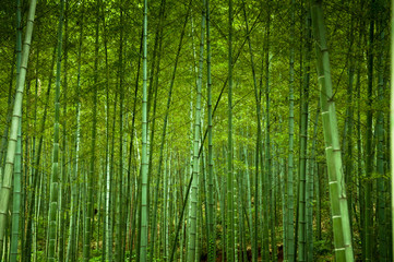 Fototapeta na wymiar Bamboo forrest