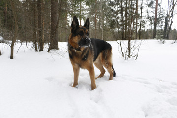 Dog german shepherd in the forest