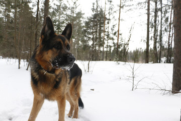 Dog german shepherd in the forest