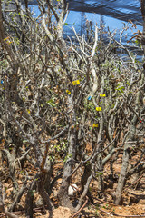 Tree acclimatization plantation   