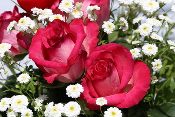 Flowers / Beautiful roses in the garden