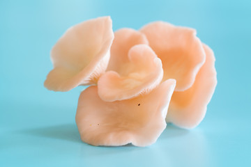 Pleurotus djamor mushrooms grow on blue background