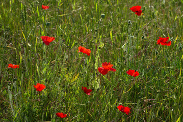 Fototapeta na wymiar A Field of Poppies in Kent