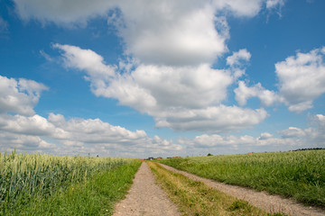Fototapeta na wymiar Green field and clear cloudy sky