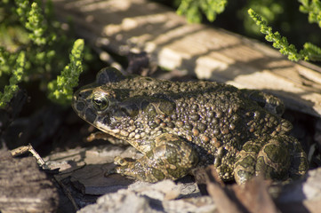 Bufotes viridis (European Green Toad, Green Toad)
