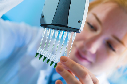 using a multi channel pipette for pcr  processing in microbiological laboratory