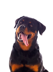 Adult Rottweiler dog