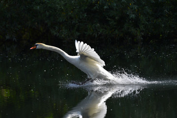 Cigno reale che atterra sull'acqua alzando bolle d'acqua sul lago