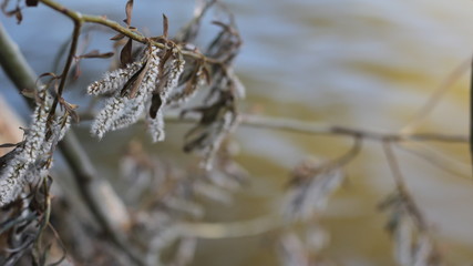 Branches of the willow by the water,close up