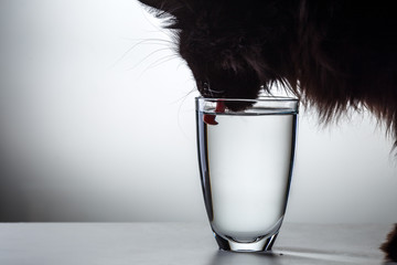 Cat drinks water from glass