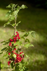 Obraz premium groseilles rouges groseiller