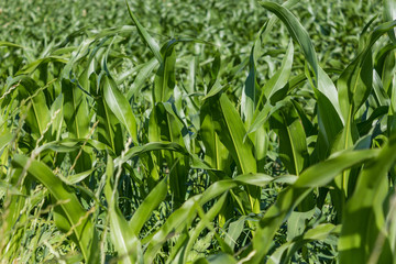 green leaves of indian corn, large green leaves, field, nature, flora, cereals, desktop, wallpaper, background