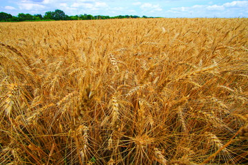 Agriculture farmer wheat harvest sunflower