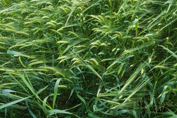 field of corn, green background, wallpaper, desktop, postcard motive, nature, flora, corn, wheat, ears, stems, blade, stalks