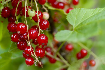 groseilles rouges groseiller