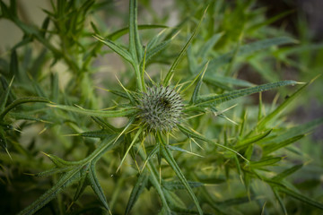 Fototapeta premium spiky thistle in garden, flora, nature, green, green wallpaper, green background, plant, tough plant, stabbing