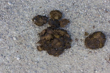 horse apples, graveled road, natural ertillizer, excrement, separation, shit