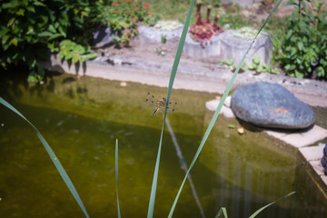 dragon fly on a culm, dragon fly, garden pond, nature, fauna, flying insect, odonata, wings, water