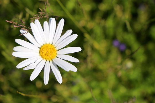 Blossum of a white marguerite flower